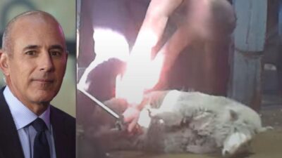 Disgraced 'Today' Host Matt Lauer Accused of 'Abusing' and 'Beating' Sheep by PETA at His $9Million New Zealand Farm